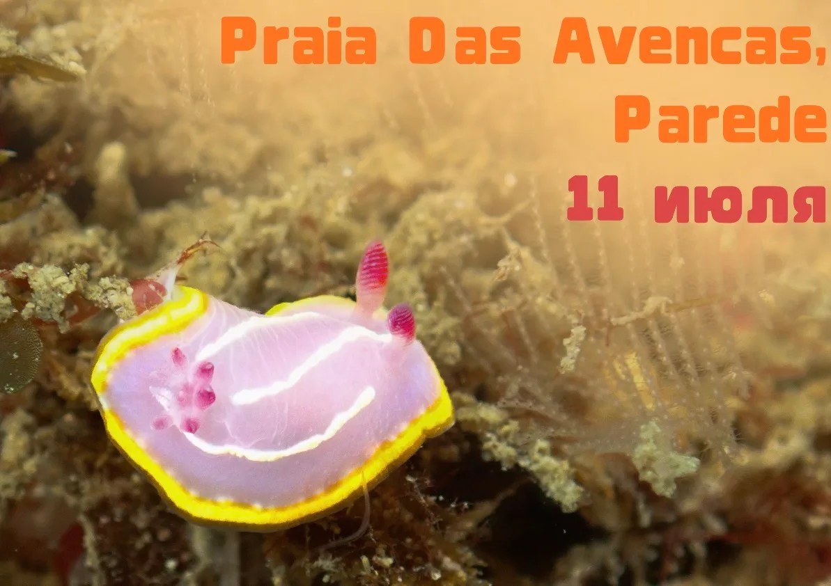 Сокровища отлива на Praia das Avencas, Лиссабон - 11 ИЮЛЯ!