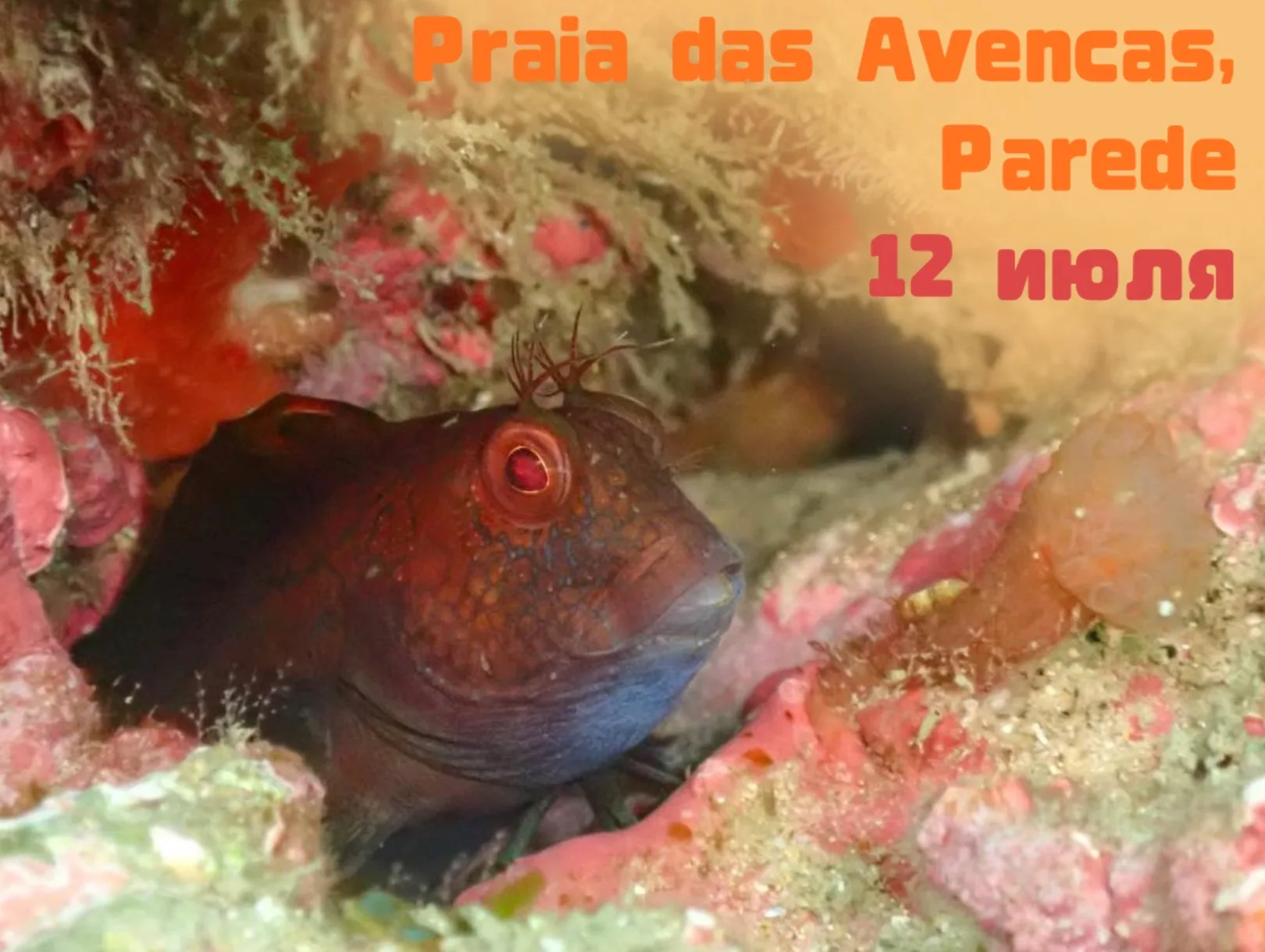 Сокровища отлива на Praia das Avencas, Лиссабон - 12 ИЮЛЯ!